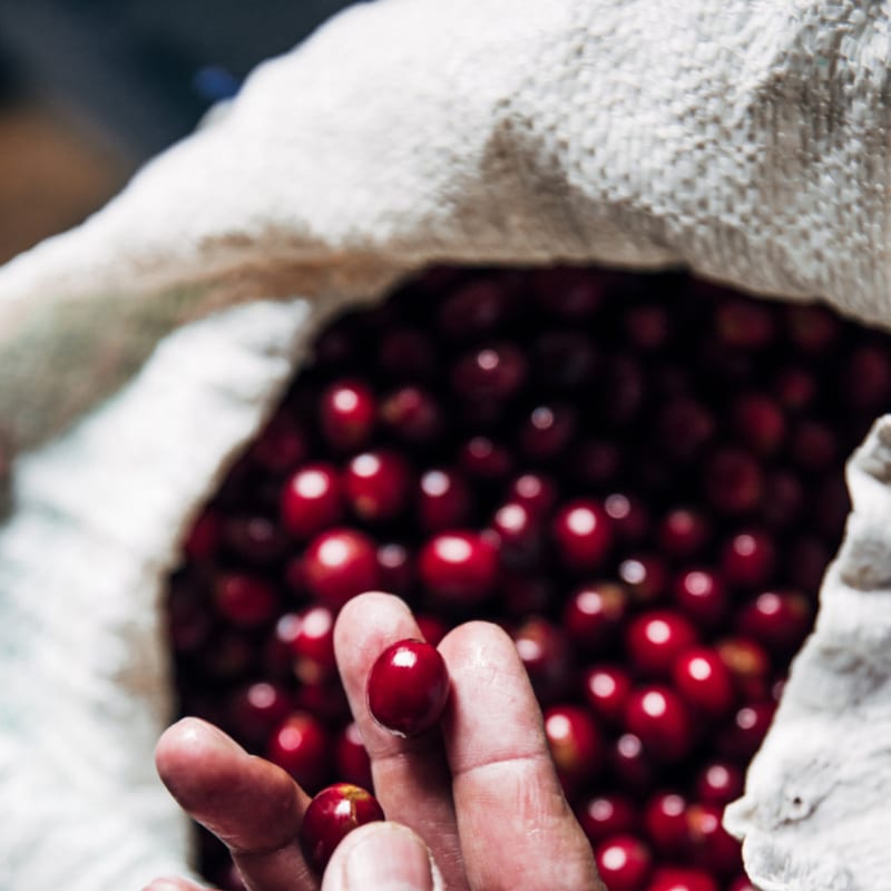 Kafe kokrra Arabica 1 kg